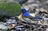 Chinese Blue Flycatcherborder=